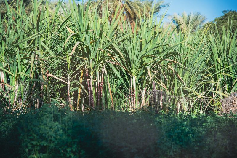 Stand of tall green sugarcane with trees behind
